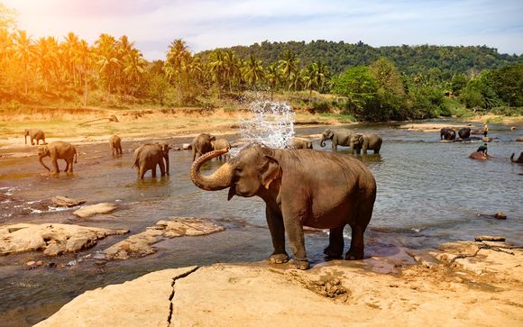 Rendez-vous... au Sri Lanka