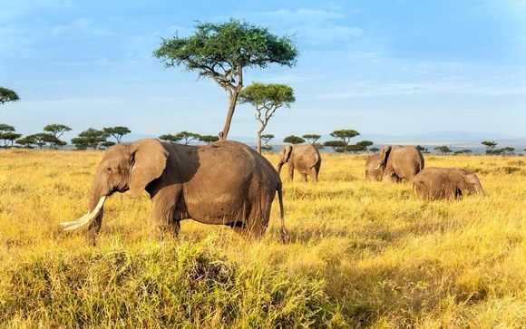 L'anteprima del vostro safari