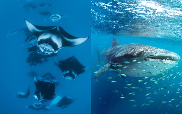 Escursione con le Mante o con gli Squali Balena a persona per soggiorno (è possibile scegliere direttamente in loco)