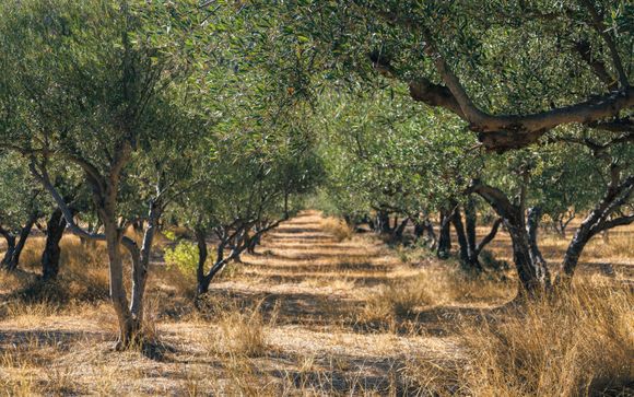 Escursione inclusa: visita al frantoio Lyrakis e degustazione di prodotti cretesi (1 ora e 30 minuti)