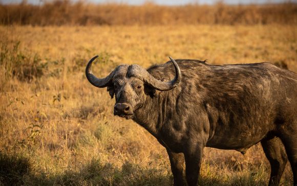 Safari in 9 notti