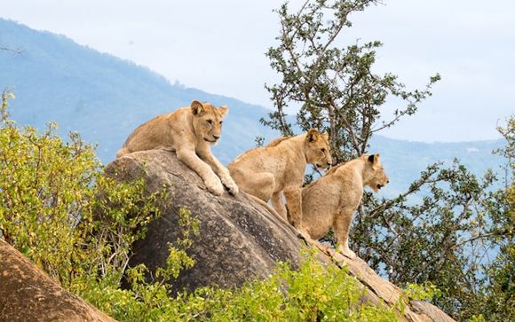L'anteprima del vostro safari
