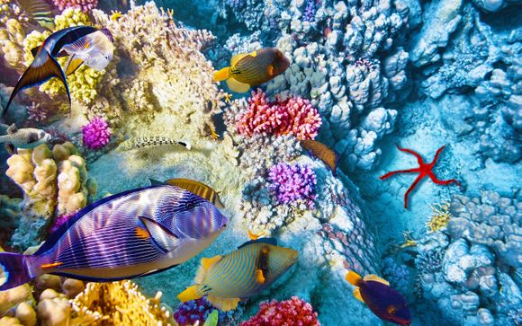 Snorkeling nel Mar Rosso 