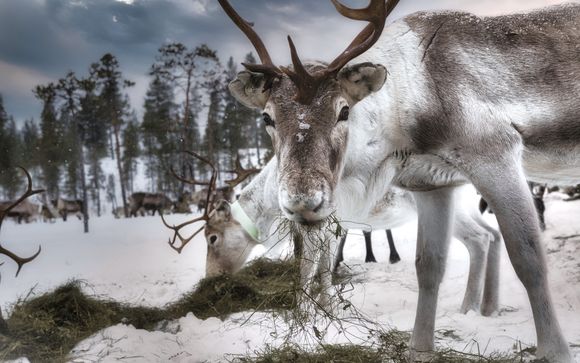 Pacchetto Lapland Gateway (per soggiorni di 3 o 4 notti) per soggiorni dal 02/01/26 al 31/03/26: