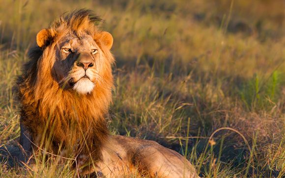 Le meraviglie del Kenya in 4* tra spiagge e safari mozzafiato