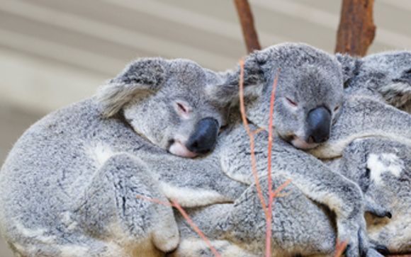 Escursioni a Brisbane