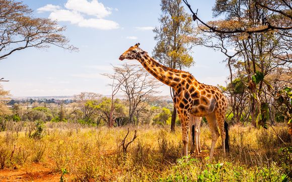 Itinerario di 2 notti - Safari Shimba Hills / Ngutuni / Saltlick