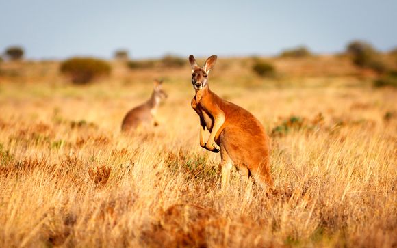 Tour alla Scoperta dell'Australia