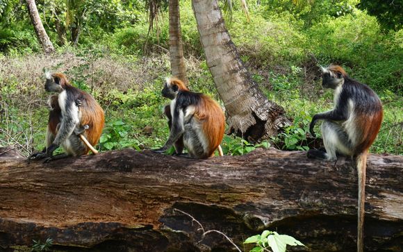 Jozani Forest tour - halve dag