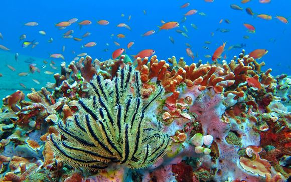 Uw optionele excursies