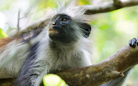 Uw optionele excursies