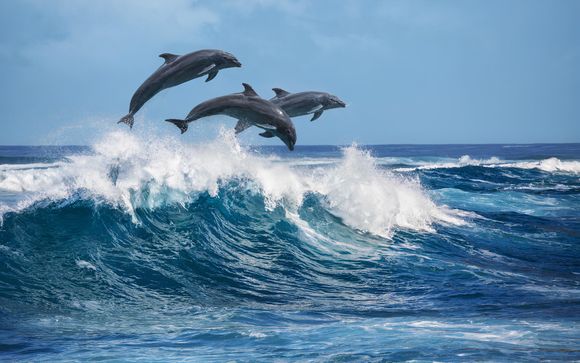 Uw optionele excursies