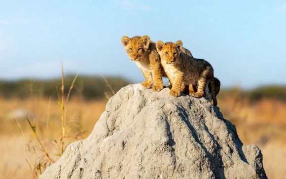 Je safari van 1 tot 4 nachten
