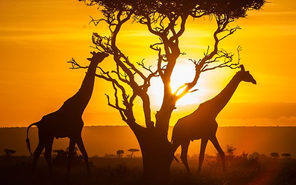 Uw optionele safari