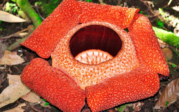 Uw reisprogramma in 9 nachten