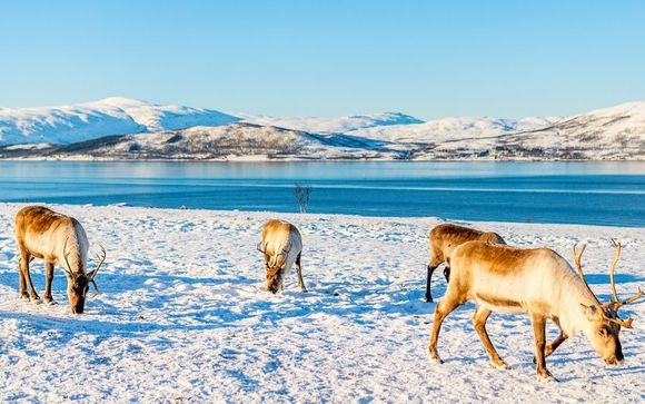 Your optional excursions