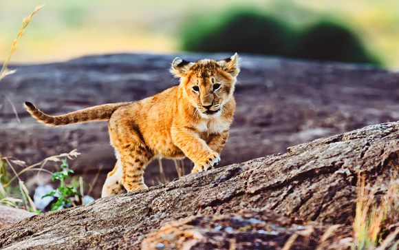 Welcome to Kenya & Tanzania 