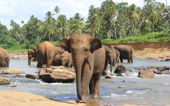 Your optional excursions & extras