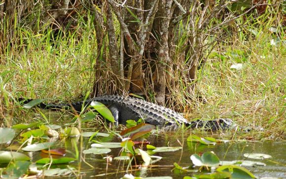 Your included extras & excursions 