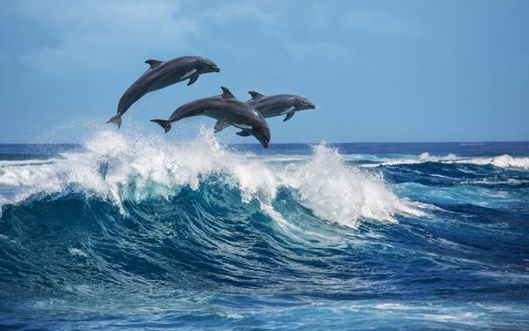 Included excursions & extras (only for offer 2)