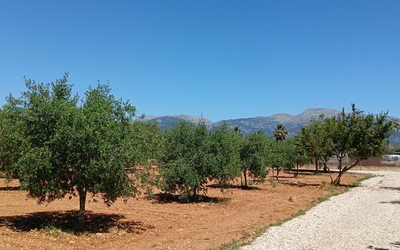 Culinary discovery with excursions in Majorca