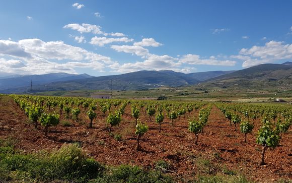  Eco Bodega Cortijo El Cura Winery Tour & Wine Tasting