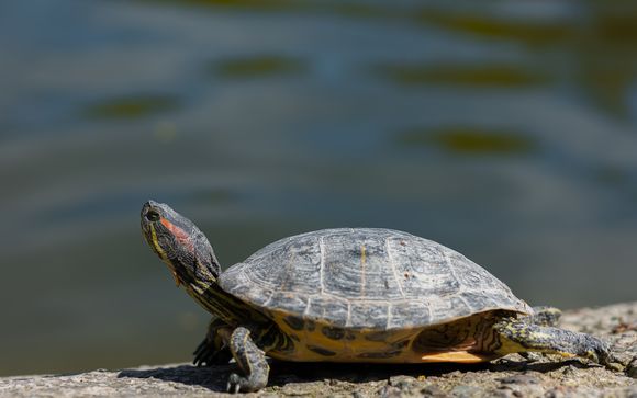 Your Optional Excursions