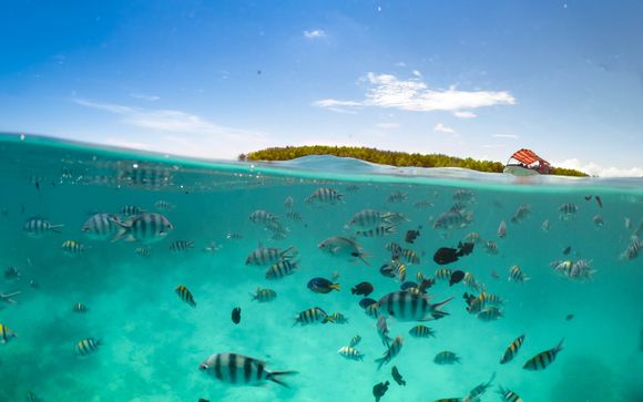 Your Optional Excursions