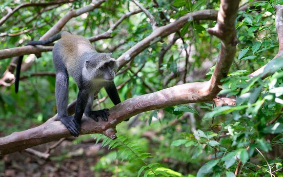 Your Optional Excursions