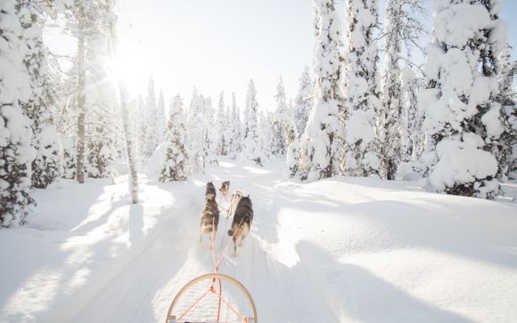 Dog sledding tour