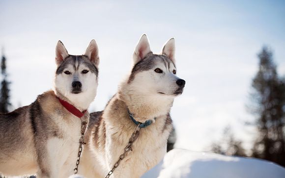Siberian Safari 