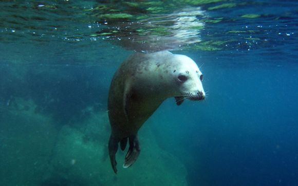Seal Snorkelling Package