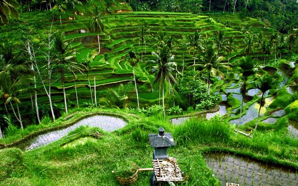 Your Optional Excursions