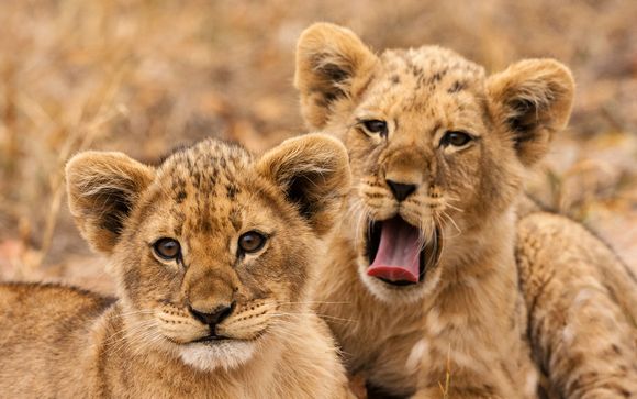 Safari Experience and Beach Paradise