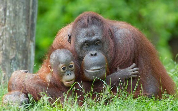 Malaysia Wildlife, City & Beach Holiday 4*