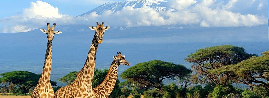 Partez pour un safari inoubliable à Zanzibar